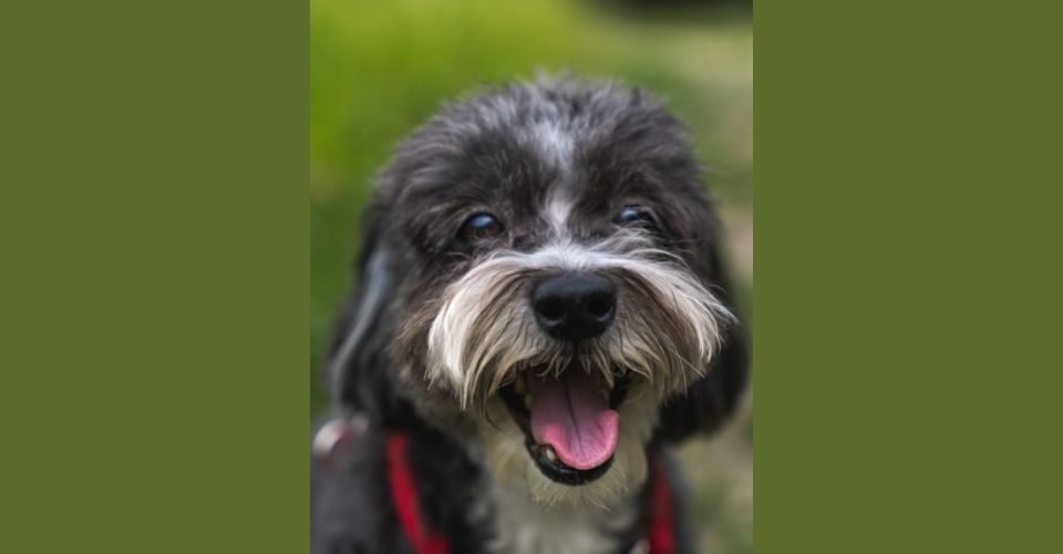 Schnauzer poodle mix