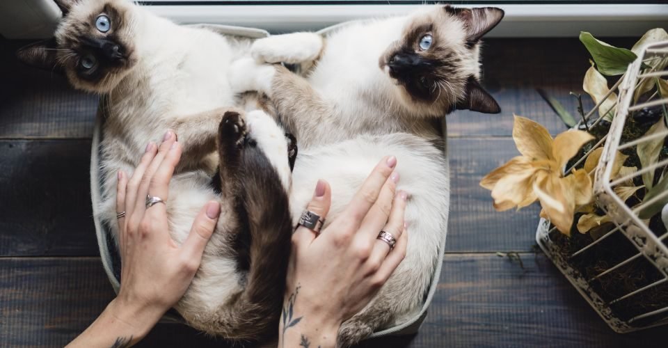 Cute siamese cats lying in boxes near the window