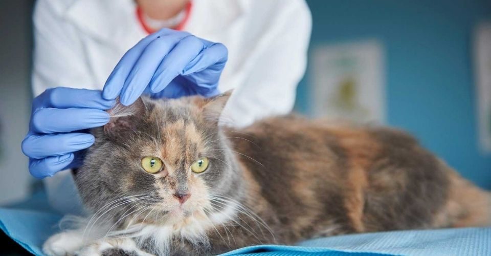 Signs your cat is sick