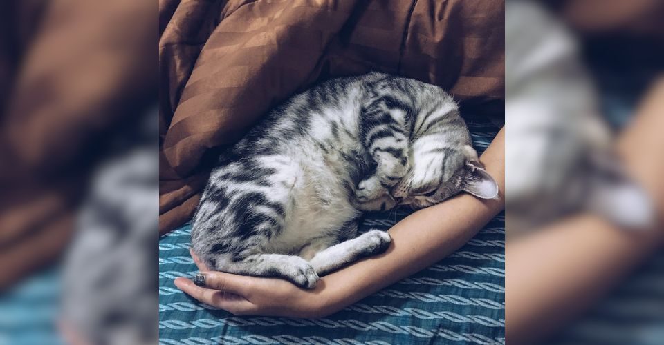 Silver Tabby cat sleeping by a person with its head upside down