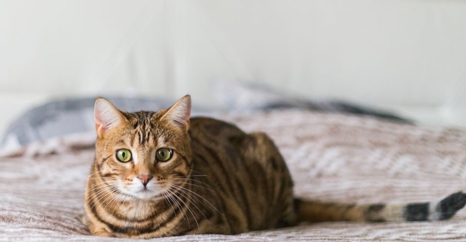 cat breeds with stripes