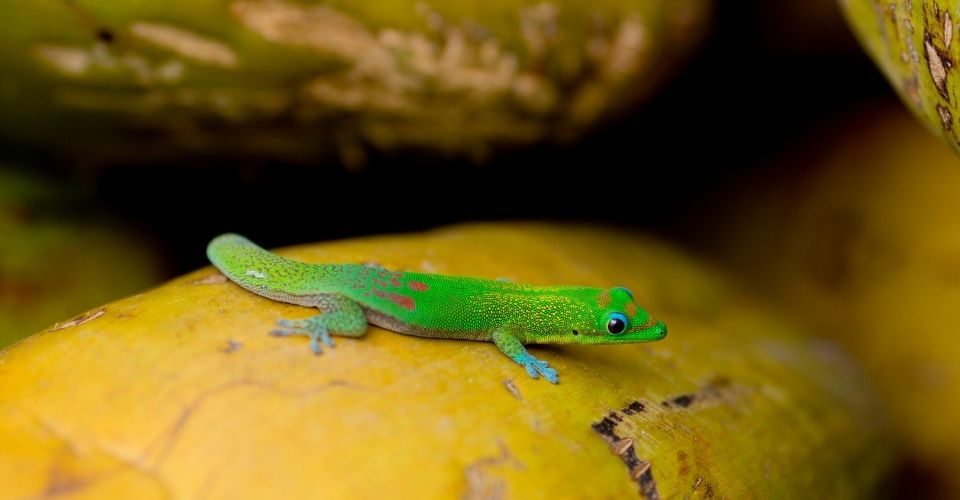 Tail Loss in Geckos