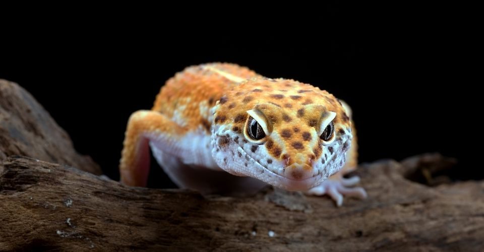Tangerine leopard gecko