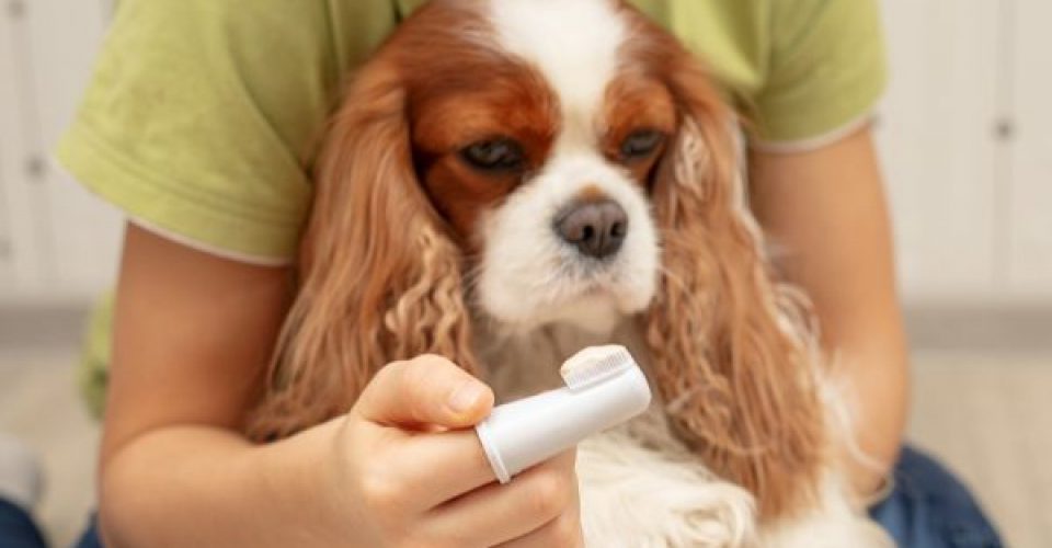 The owner’s hand holding a toothbrush with toothpaste for the dog, Cavalier King Charles Spaniel