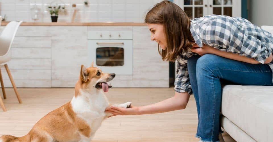 4 Most Effective Ways to Train Your Dog without Treats