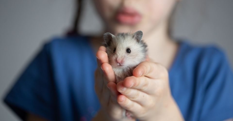 Types of Hamsters: 5 Domesticated Hamsters for Kids