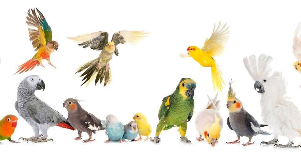 Types of parakeets-keeping-pet
