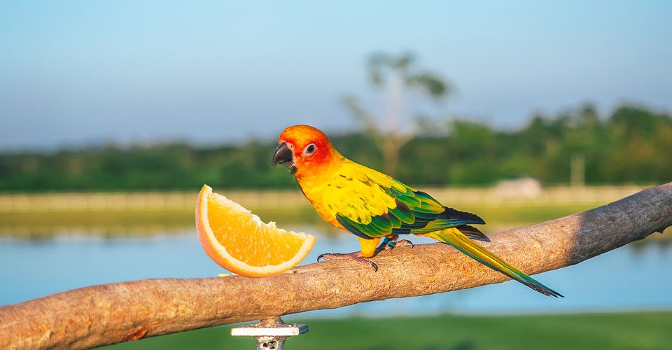 Parakeets Eat Oranges?