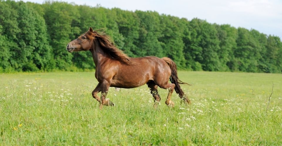 Fastest Horse Breeds