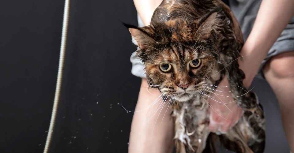 Can You Use Dog Shampoo on Cats?