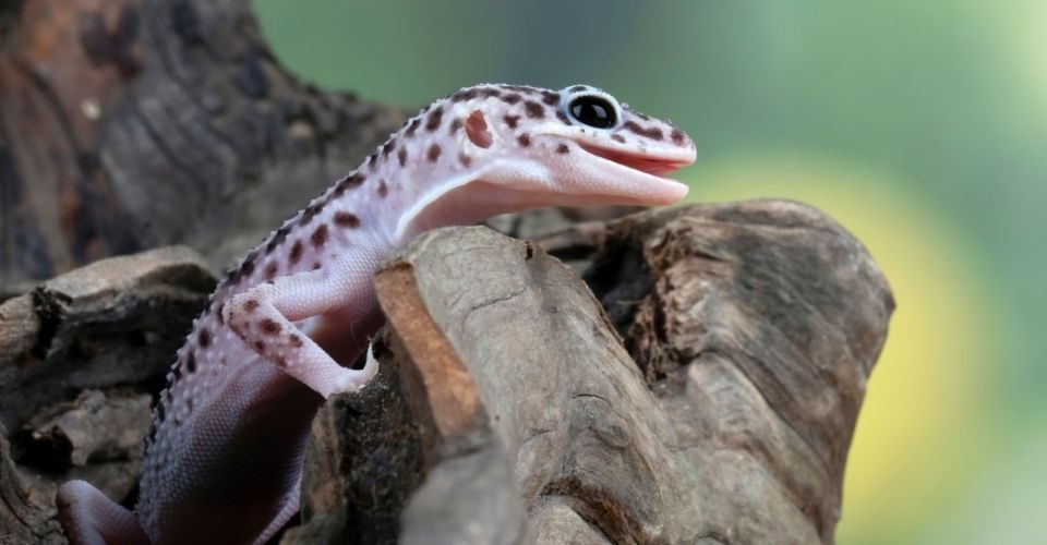 leopard gecko diseases