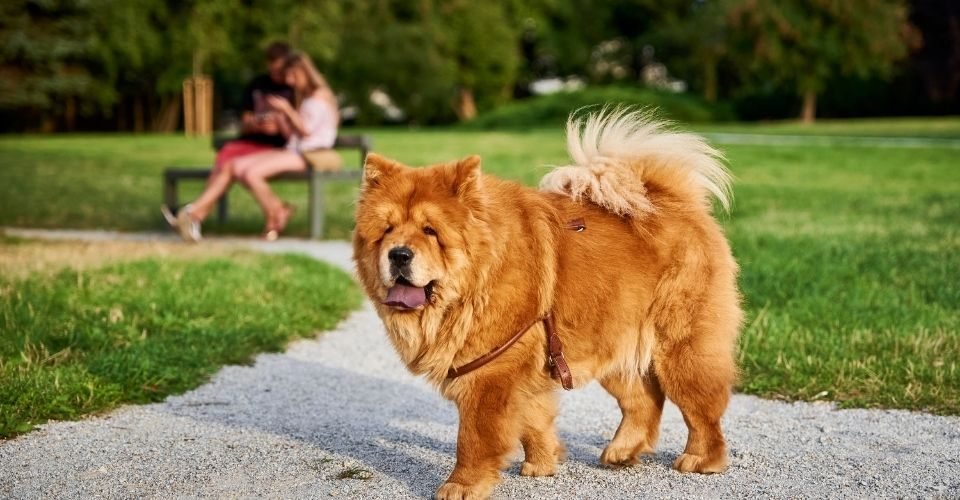 all about chow chows