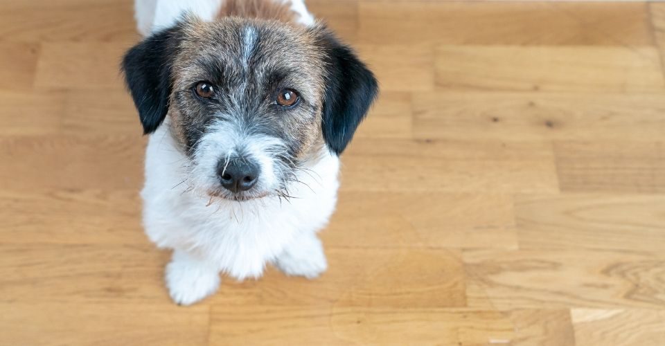 Best Dog Urine Removers For Hardwood, Dog Urine Discolored Hardwood Floor