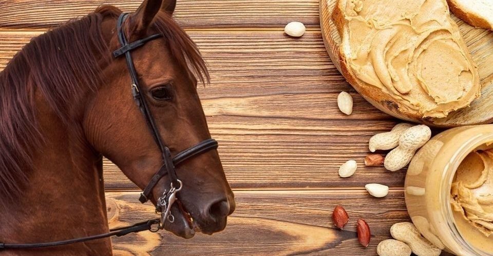 Can horses eat peanut butter