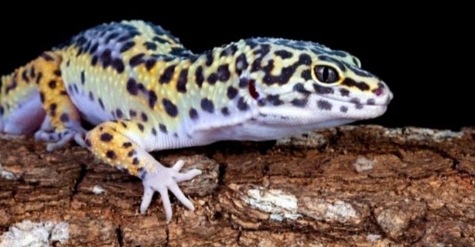 Leopard gecko morphs