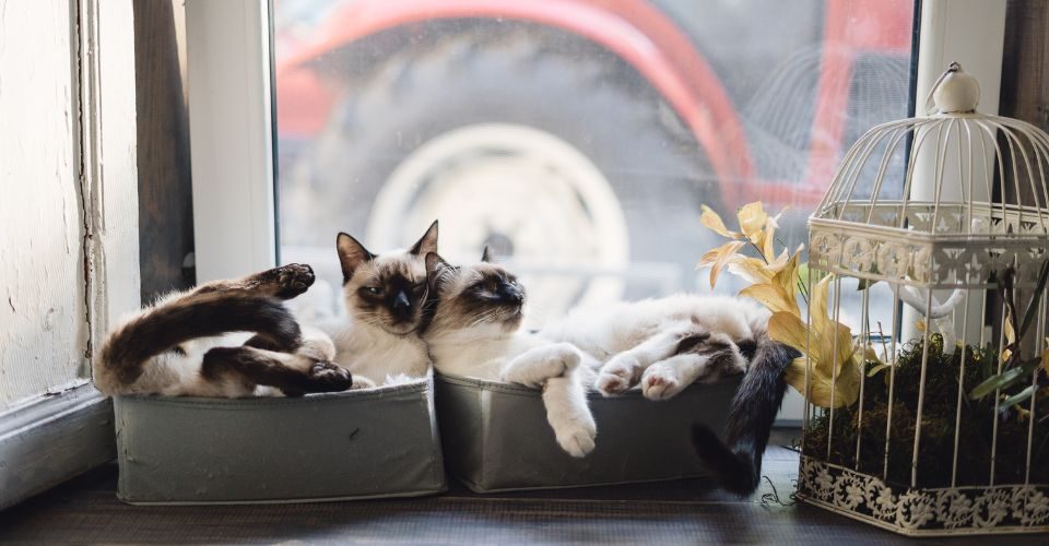 Two cute Siamese cats lying in boxes near the window