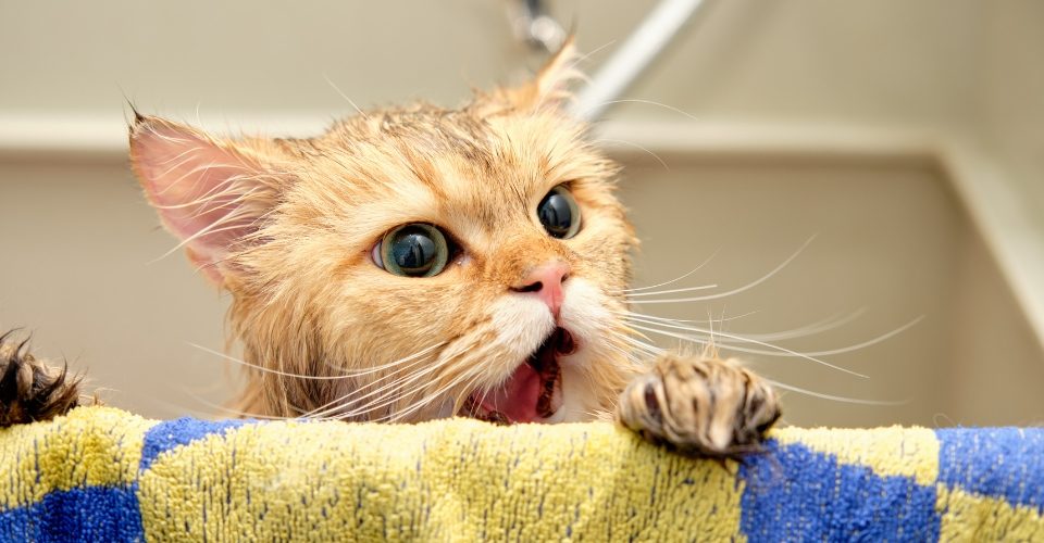 An orange kitten in a bathtub