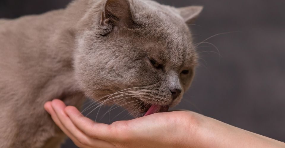 What does it mean when a cat licks you?