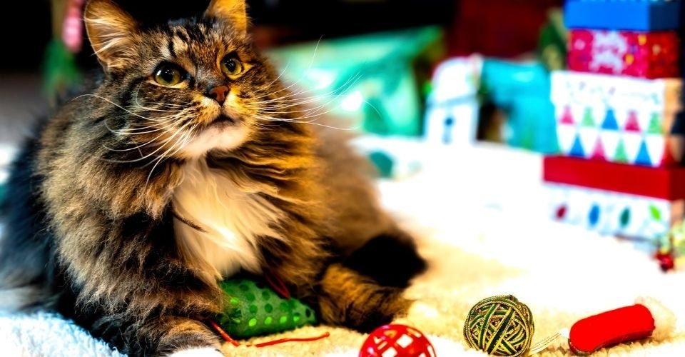 cat eats rubber band