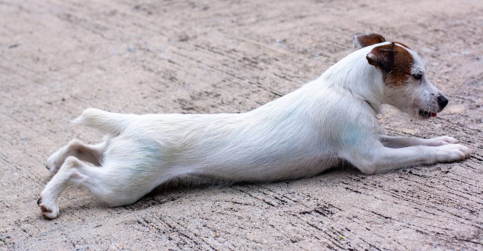 Why Do Dogs Stretch So Much