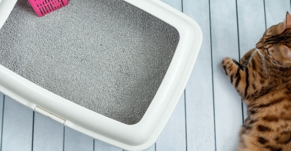 hardest clumping cat litter