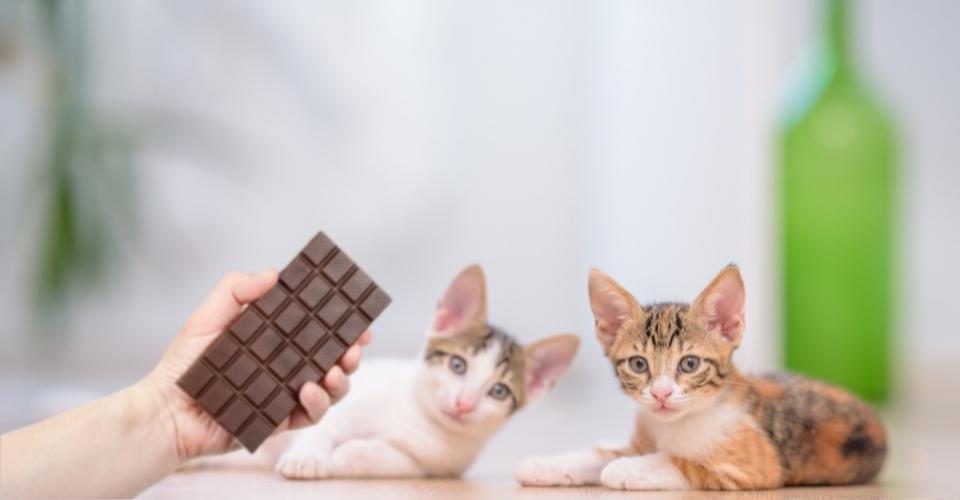 Chocolate can cats eat