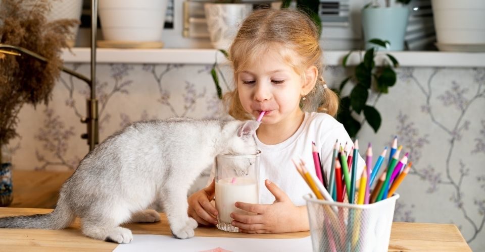 Can cats drink almond milk-keeping-pet