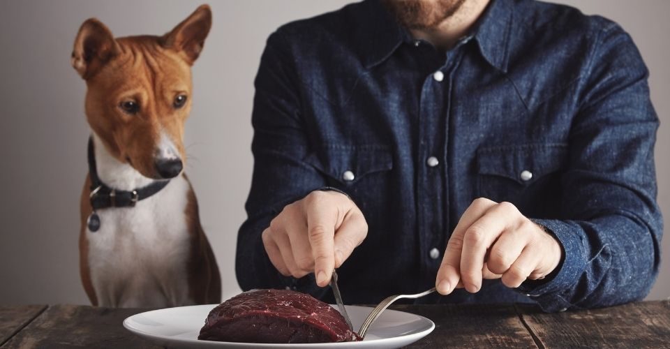 can dog eat human food-keeping-pet