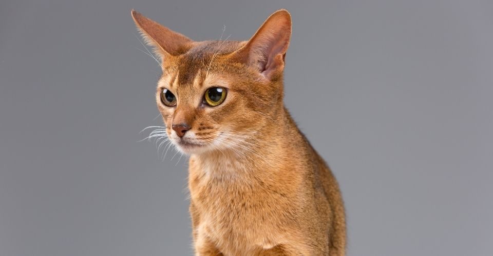 cat breeds with big ears