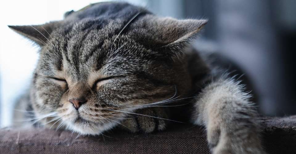 cat snoring - keeping pet