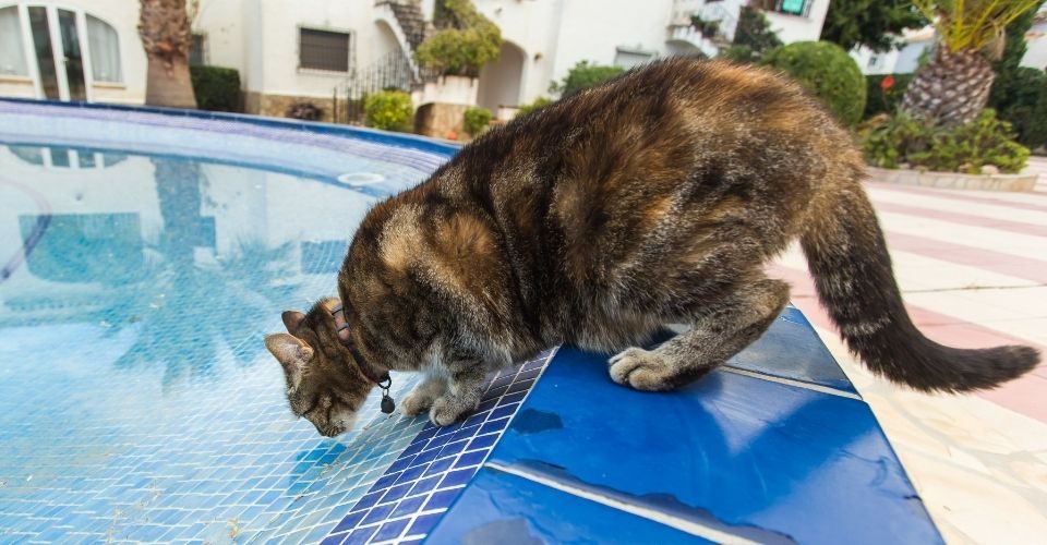 Why are cats afraid of water