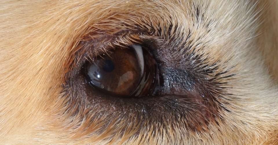 dog-eye-infections-everything-you-need-to-know