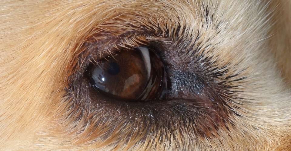 dog-eye-infections