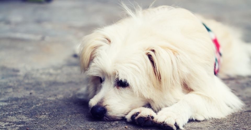 Dog Sickness-keeping-pet