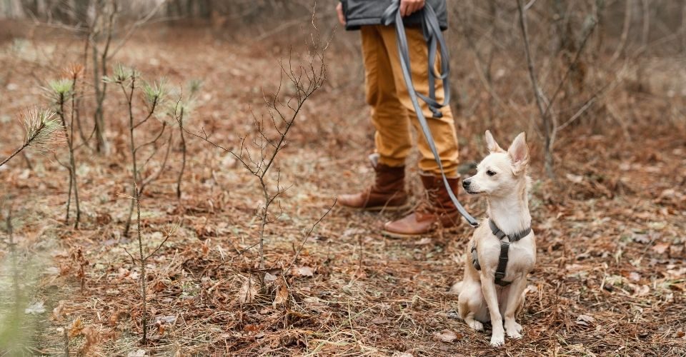 how to leash train a dog-keeping-pet