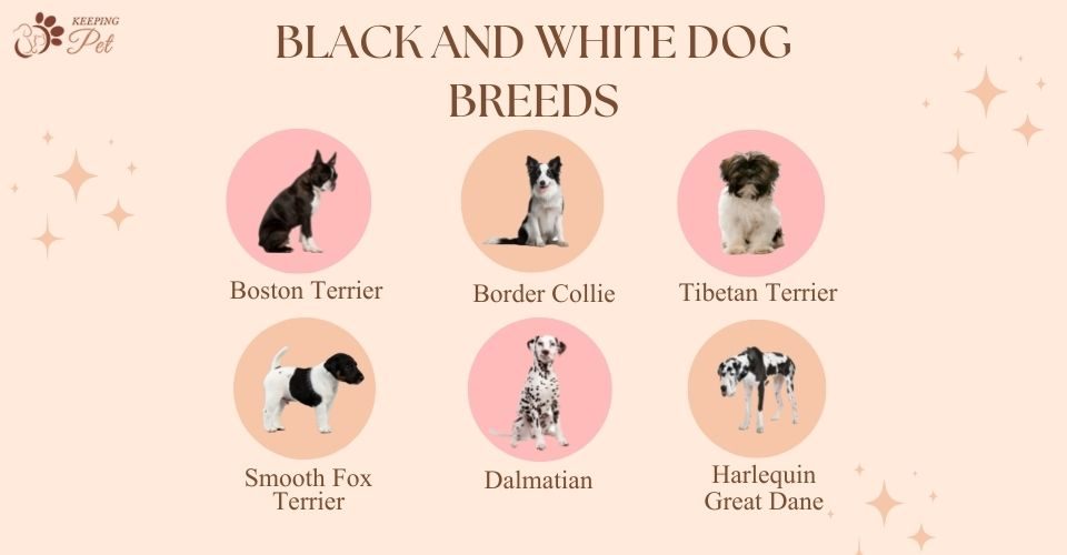 infographic showing 6 black and white dog breeds