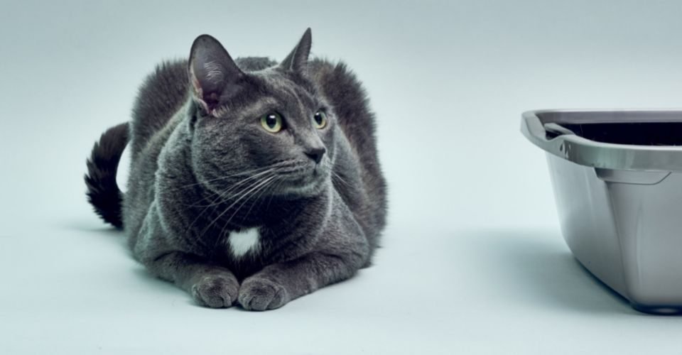 cat not using litter