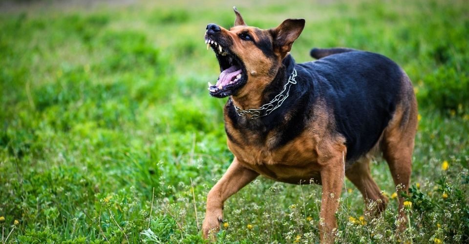 best dog breeds for protection-keeping-pet