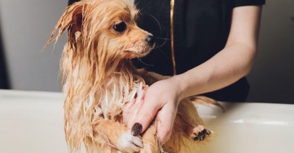 Puppy Care Here is How to Bathe a Puppy the Right Way