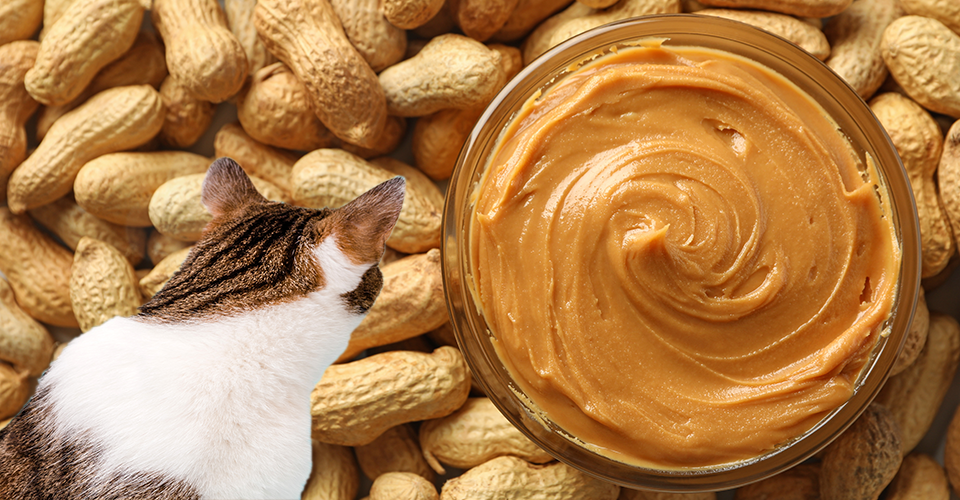 Can Cats Eat Peanut Butter?