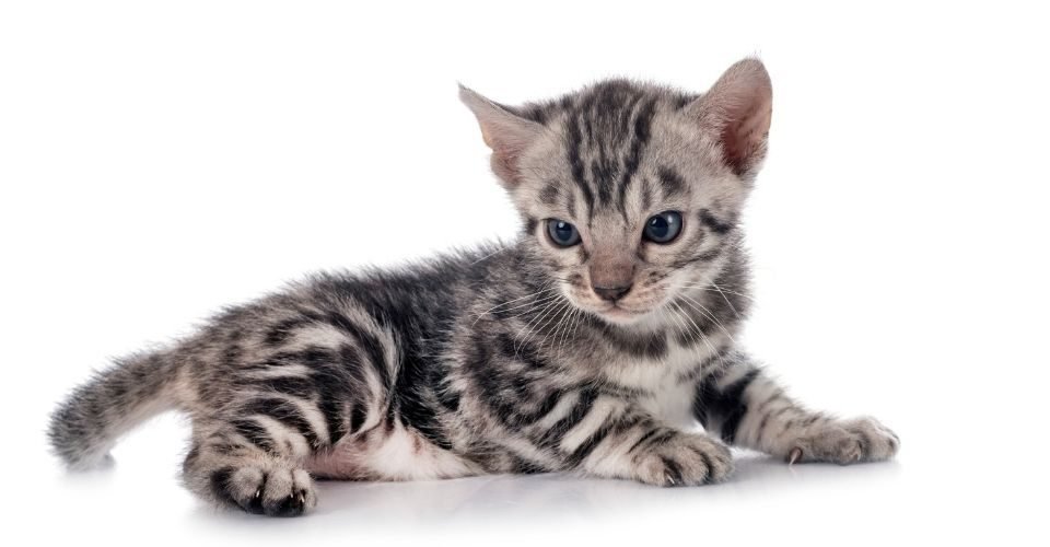 Silver Bengal Cat The Most Intriguing Domestic Cat