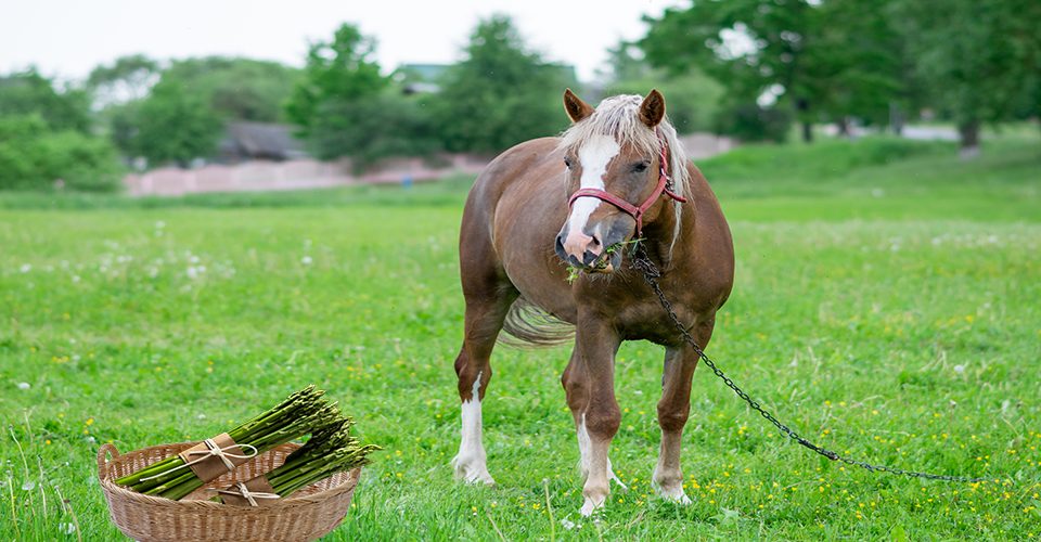 Can horses eat asparagus