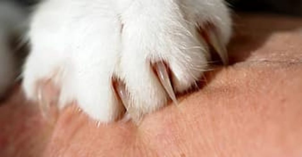 Cat Scratch Disease-keeping-pet